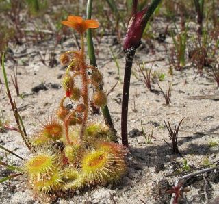 Australian Drosera Glanduligera Carnivorous Very Rare Plant 10 Seeds