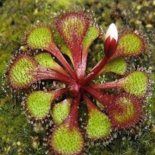 Drosera Lowriei Perennial Tuberous Carnivorous Plant 5 Seeds Very Rare
