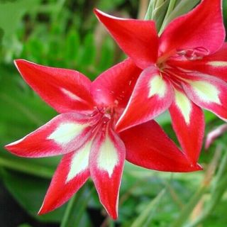 Rare Gladiolus Cardinalis - Stunning Red - Flowering - Size Bulbs