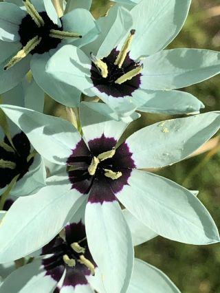 Extremely Rare Ixia Viridiflora | Turquoise Ixia | 3 Bulbs Not Seeds