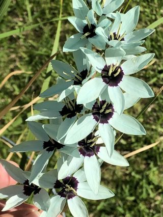 Extremely Rare Ixia viridiflora | Turquoise Ixia | 3 Bulbs NOT Seeds 2