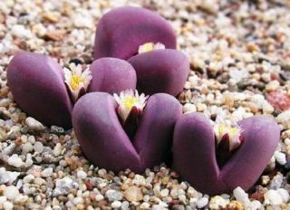 Lithops Optica Rubra Rare Mesembs Exotic Succulent Living Stones Cactus 30 Seeds
