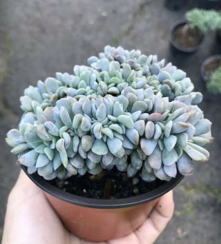 Live Rooted - Crested Echeveria Cubic Frost,  Rare Succulent Cacti Bonsai Looking