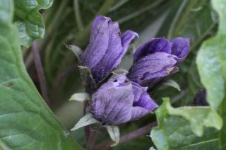 Mandrake Mandragora Officinarum 2019 Wild Harvested Quality Seeds Rare Fresh