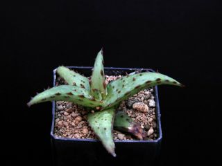 Aloe Castilloniae - Very Rare Plant - Adromischus