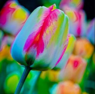 Rare Rainbow Tulip Bulbs Perennial Flower Fragrance Stunning The Most