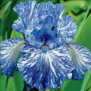 Perennial Rare Iris Raspberry Reblooming Bulbs Resistant Flower Glamorous Plant