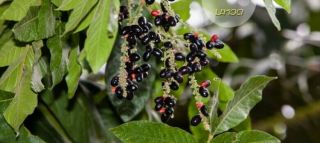 10 Seeds Lepisanthes Rubiginosa Fruit,  Thai Herbs,  Rare