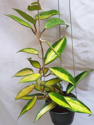 1 Pot,  20 - 22 Inches Rooted Plant Of Hoy Macrophylla Inner Variegated Rare