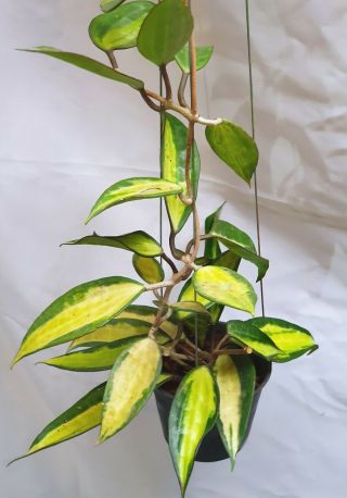 1 pot,  20 - 22 inches rooted plant of Hoy macrophylla inner variegated RARE 2