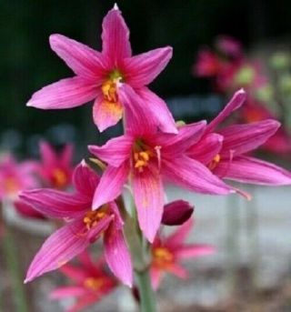 Perennial Oxblood Lily Rhodophiala Bifida Pink Bulb Flower Diy Unique Rare Color
