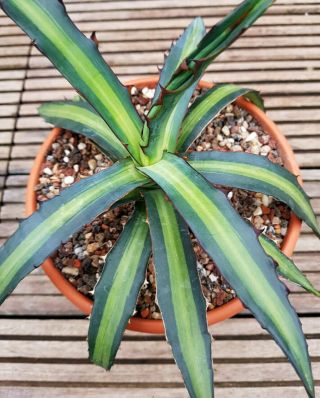Last One Agave Xylonacantha Mp,  Sun Fish Variegation Rarely Offered