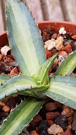 Last one Agave Xylonacantha MP,  Sun fish Variegation Rarely offered 2
