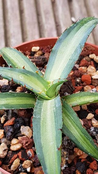 Last one Agave Xylonacantha MP,  Sun fish Variegation Rarely offered 3