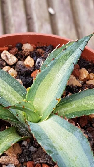 Last one Agave Xylonacantha MP,  Sun fish Variegation Rarely offered 4