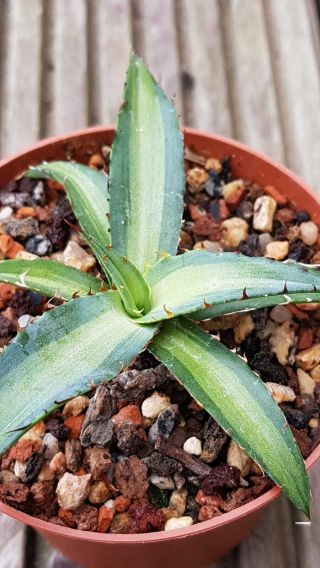 Last one Agave Xylonacantha MP,  Sun fish Variegation Rarely offered 5