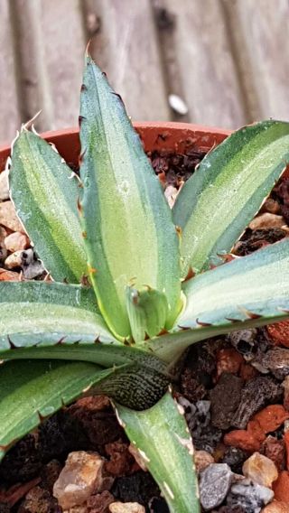 Last one Agave Xylonacantha MP,  Sun fish Variegation Rarely offered 6
