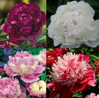 Peony Plants Set1 4 Rare Types,  Labeled,  Not Seeds