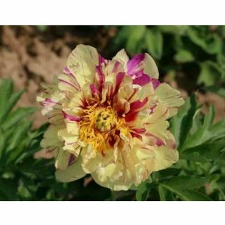 Rare Yellow Peony Roots Perennial Flowers Impressive Resistant Stunning Rare Top