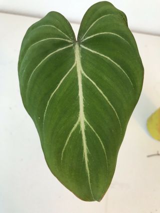 Velvet Aroid - Variegated Philodendron Gloriosum Rare Aroid Potted Plant