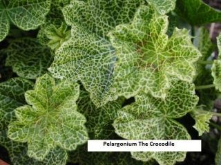 Rare Pelargonium 