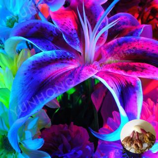 Blue Heart Lily 2 Bulb Royal Perennial Impressive Rare Flower Bonsai Fresh Plant