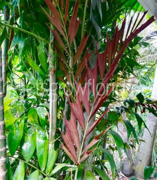 Ptychosperma Burretianum,  Paupan Fishtail (3) X 4 " Palm Tree Live Tropical Rare