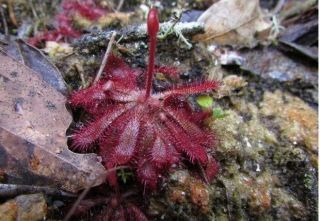 Drosera Montana South American Carnivorous Subtropical Plant 10 Seeds Very Rare