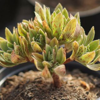 Cg:aeonium Smithii Hybrid Rare Variegated Succulents Echeveria Crassula Lithops