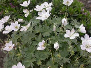 White Turkish Cranesbiill Live Plant Geranium Subacutum Rare Hardy Perennial