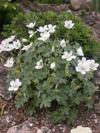 White Turkish Cranesbiill LIVE PLANT Geranium subacutum RARE Hardy Perennial 2