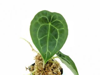 Anthurium Forgetii Rare Velvet Aroid Terrarium Plant Rooted Large Houseplant