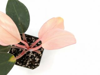 Philodendron ' Pink Congo ' Rare Aroid Terrarium Plant rooted large houseplant 2