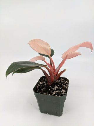Philodendron ' Pink Congo ' Rare Aroid Terrarium Plant rooted large houseplant 3