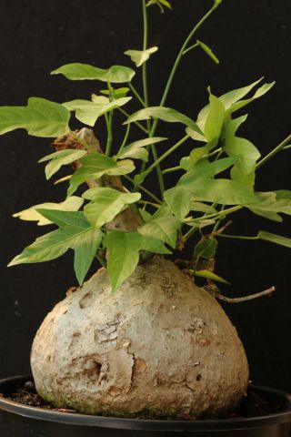 1 Bulb Adenia Viridiflora Craib Plant Tree Rare Caudex Succulent Bonsai