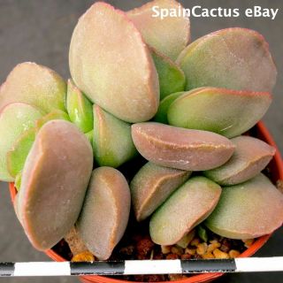 Adromischus Marianiae Hallii Cr1134 “bakenskop” 1/2 Rare Succulent Plant 30/6