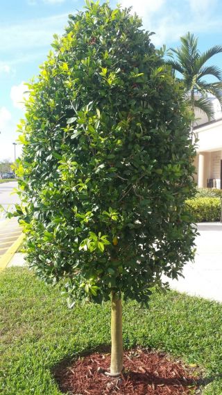 50,  Seeds Fresh Rare Dahoon Holly Florida Holly Native Tree Shrub