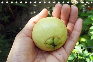 5 Seed Syzygium Jambos Ancient Fruits Are Very Rare.