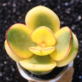 Succulent Live Rare Plants - Crassula Ovata 