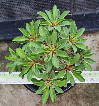 9.  Euphorbia guilluminiana (from seed) very rare and succulent 2