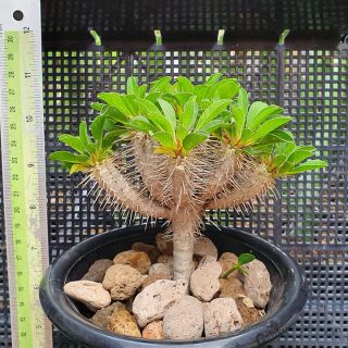 9.  Euphorbia guilluminiana (from seed) very rare and succulent 3