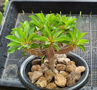 9.  Euphorbia guilluminiana (from seed) very rare and succulent 4