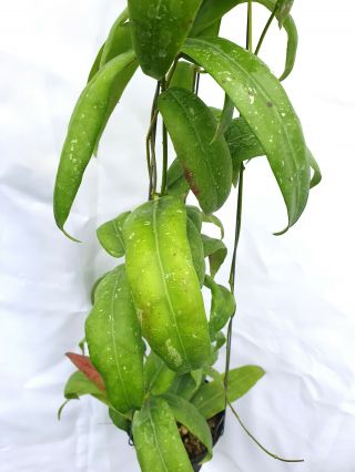 1 pot,  20 - 22 inches rooted plant of Hoya sabah 7950 Very Rare 2