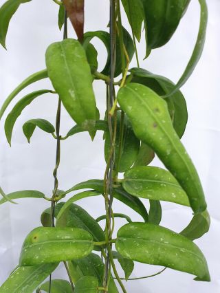 1 pot,  20 - 22 inches rooted plant of Hoya sabah 7950 Very Rare 4