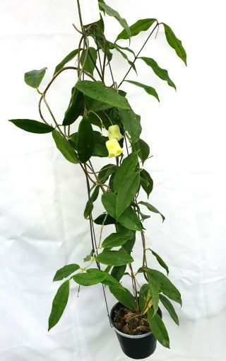 1 Pot,  20 - 22 Inches Rooted Plant Of Hoya Sammannaniana Very Rare