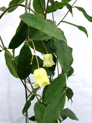 1 pot,  20 - 22 inches rooted plant of Hoya sammannaniana Very Rare 2
