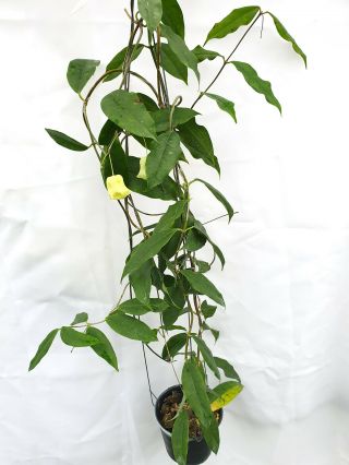 1 pot,  20 - 22 inches rooted plant of Hoya sammannaniana Very Rare 4