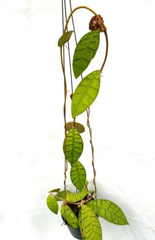 1 Pot,  20 - 22 Inches Rooted Plant Of Hoya Callistophylla Very Rare