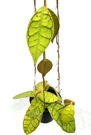 1 pot,  20 - 22 inches rooted plant of Hoya callistophylla Very Rare 2