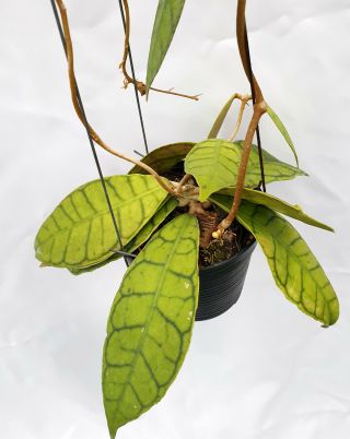 1 pot,  20 - 22 inches rooted plant of Hoya callistophylla Very Rare 4